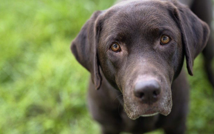 взгляд, черный, собака, лабрадор-ретривер, look, black, dog, labrador retriever