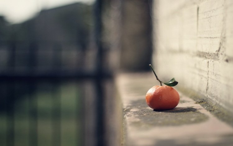 фон, фрукты, размытость, цитрус, мандарин, background, fruit, blur, citrus, mandarin