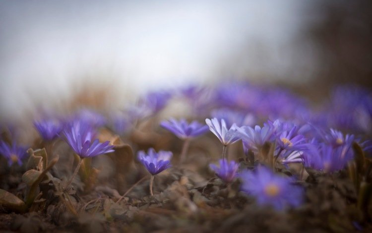 цветы, природа, макро, весна, синие, flowers, nature, macro, spring, blue