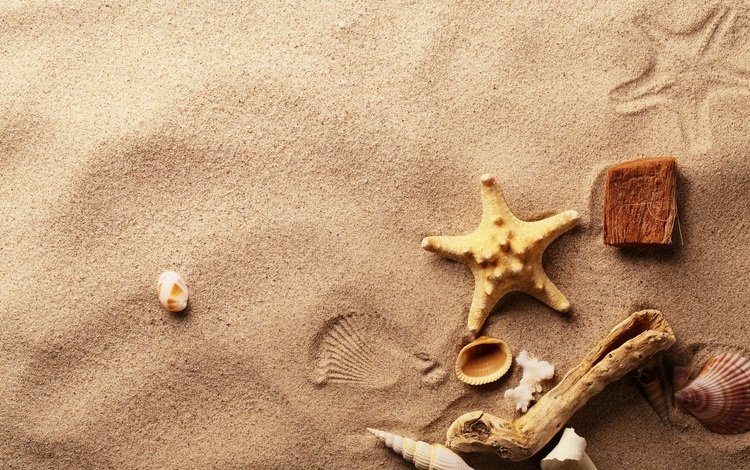 макро, песок, ракушки, морская звезда, macro, sand, shell, starfish