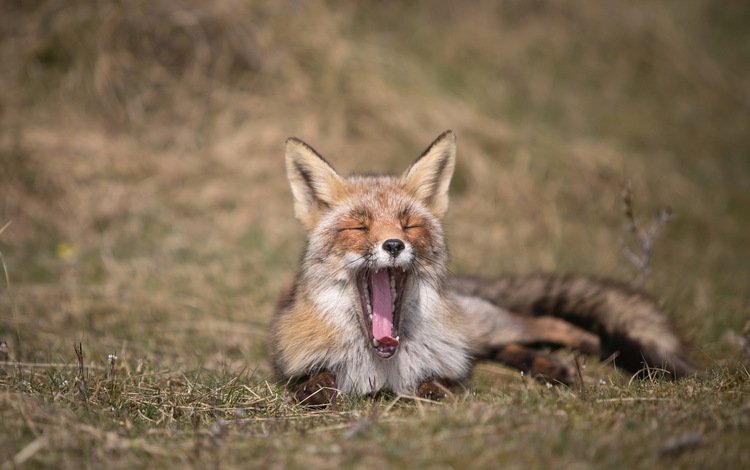 природа, лиса, лисица, язык, зевает, nature, fox, language, yawns