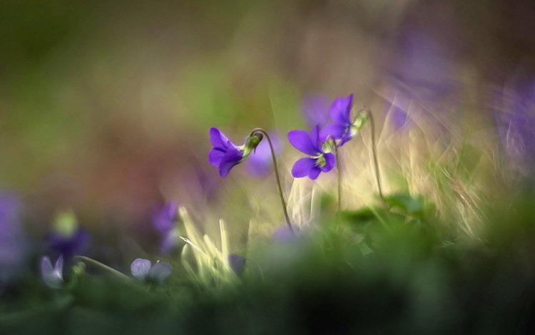 цветы, трава, природа, размытость, луг, фиалка, flowers, grass, nature, blur, meadow, violet