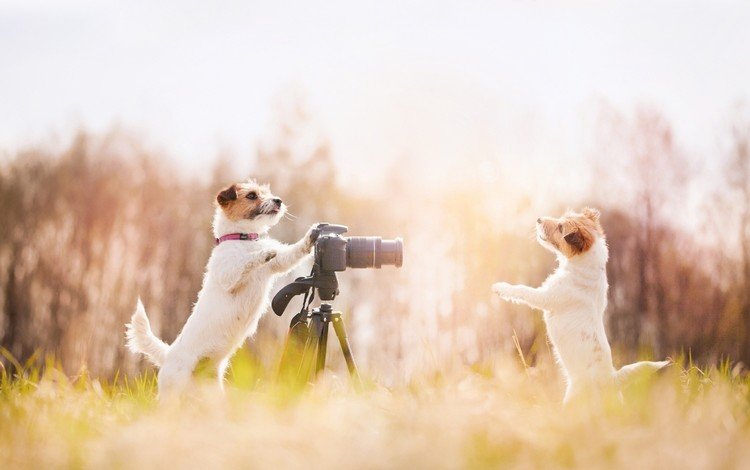 поле, фотоаппарат, щенки, друзья, собаки, field, the camera, puppies, friends, dogs