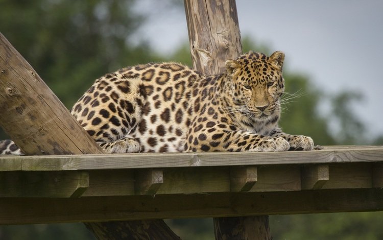леопард, пятна, хищник, отдых, зоопарк, дикая кошка, leopard, spot, predator, stay, zoo, wild cat