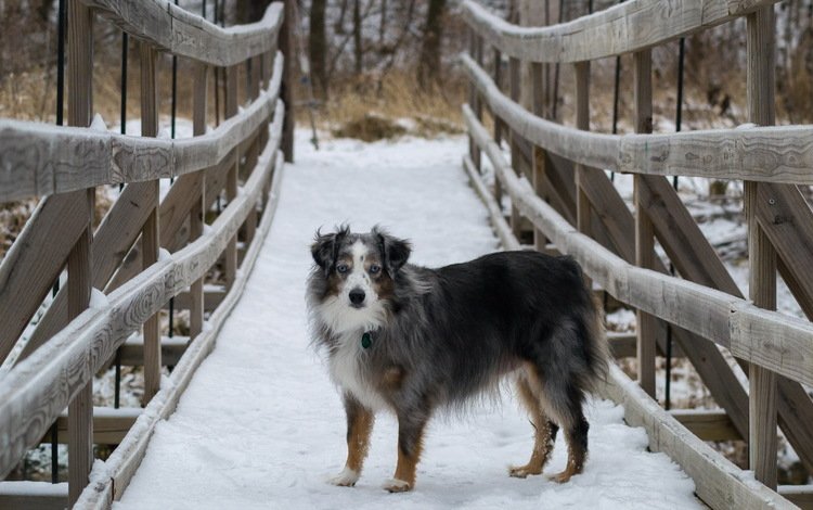 снег, мост, собака, австралийская овчарка, snow, bridge, dog, australian shepherd