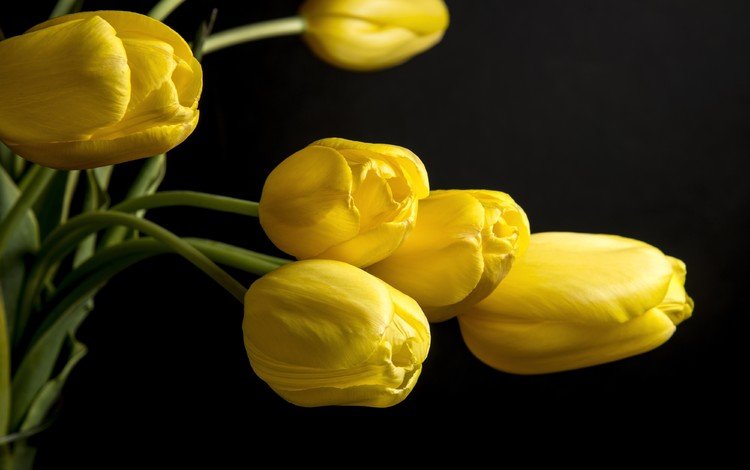 цветы, бутоны, фон, черный, тюльпаны, желтые, flowers, buds, background, black, tulips, yellow