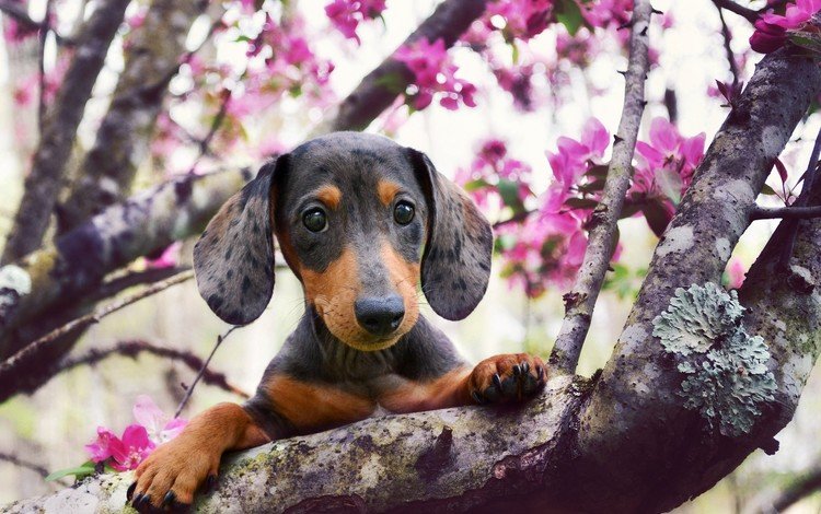 взгляд, собака, весна, такса, цветущее дерево, look, dog, spring, dachshund, flowering tree