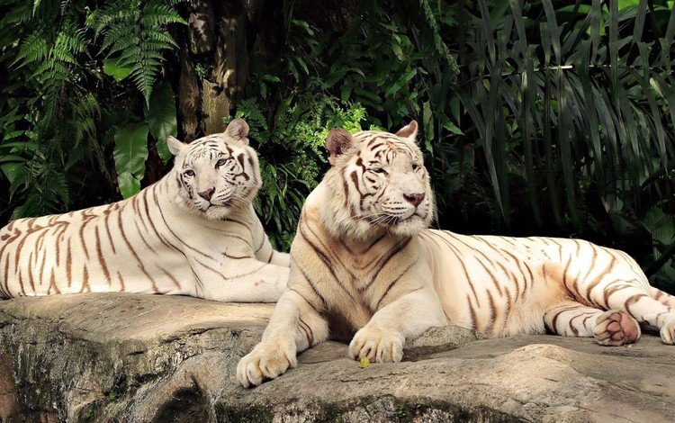 тигр, хищник, большая кошка, пара, белые, лежат, белый тигр, тигры, tiger, predator, big cat, pair, white, lie, white tiger, tigers