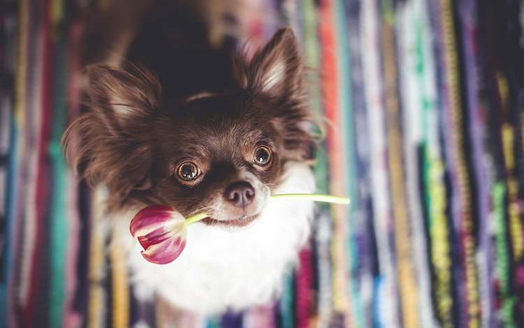 цветок, мордочка, взгляд, собака, ушки, тюльпан, чихуахуа, flower, muzzle, look, dog, ears, tulip, chihuahua
