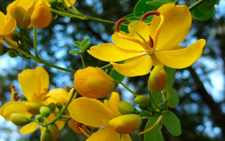 цветы, природа, цветение, весна, желтые, flowers, nature, flowering, spring, yellow
