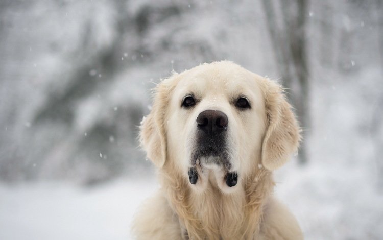 снег, взгляд, собака, лабрадор, золотистый ретривер, snow, look, dog, labrador, golden retriever