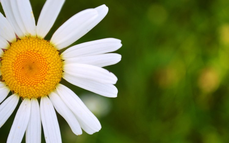 природа, макро, фон, цветок, лепестки, ромашка, белые, боке, nature, macro, background, flower, petals, daisy, white, bokeh