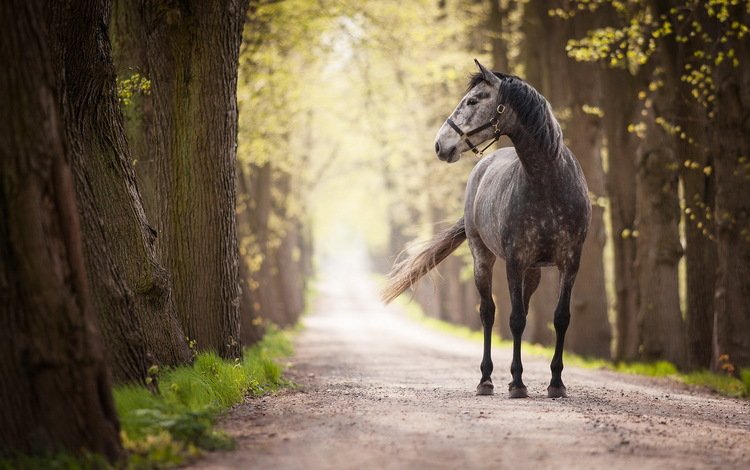 дорога, лошадь, деревья, стволы, конь, аллея, road, horse, trees, trunks, alley