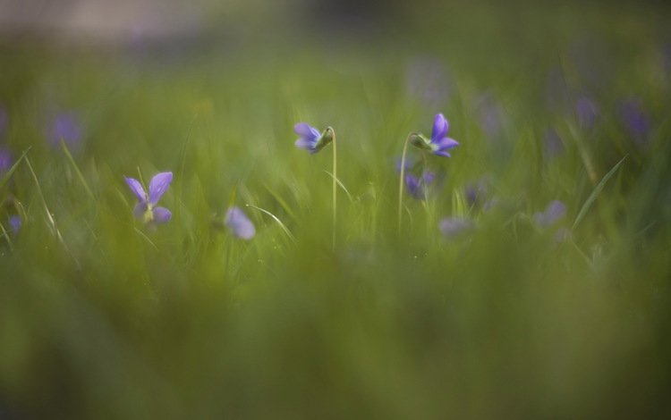 цветы, трава, природа, луг, фиалка, flowers, grass, nature, meadow, violet