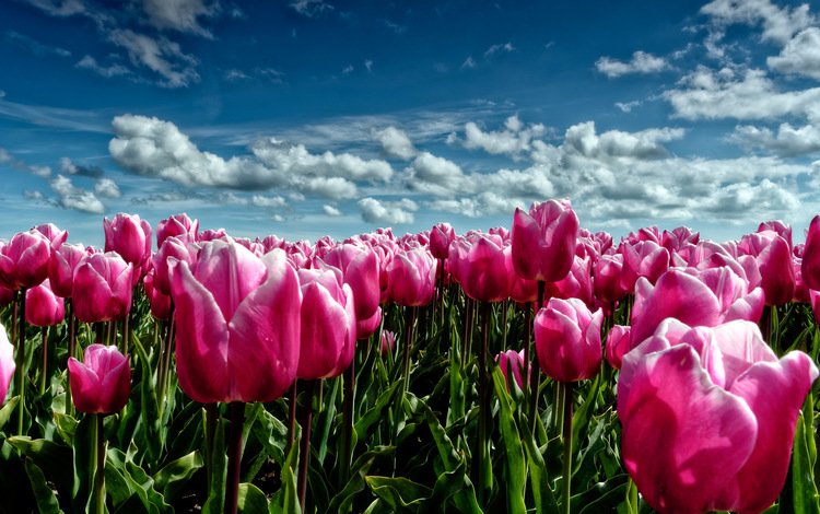 небо, цветы, облака, поле, луг, весна, тюльпаны, розовые, the sky, flowers, clouds, field, meadow, spring, tulips, pink