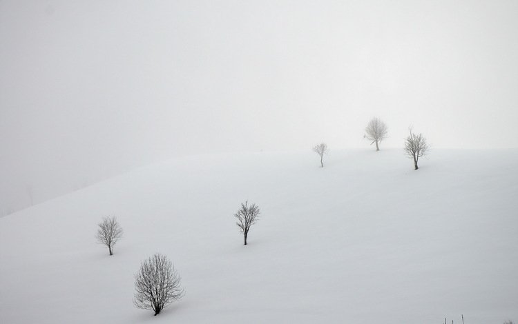 деревья, снег, зима, пейзаж, сугробы, trees, snow, winter, landscape, the snow