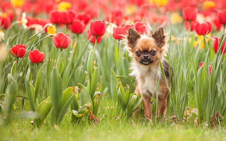 цветы, трава, собака, тюльпаны, чихуахуа, flowers, grass, dog, tulips, chihuahua