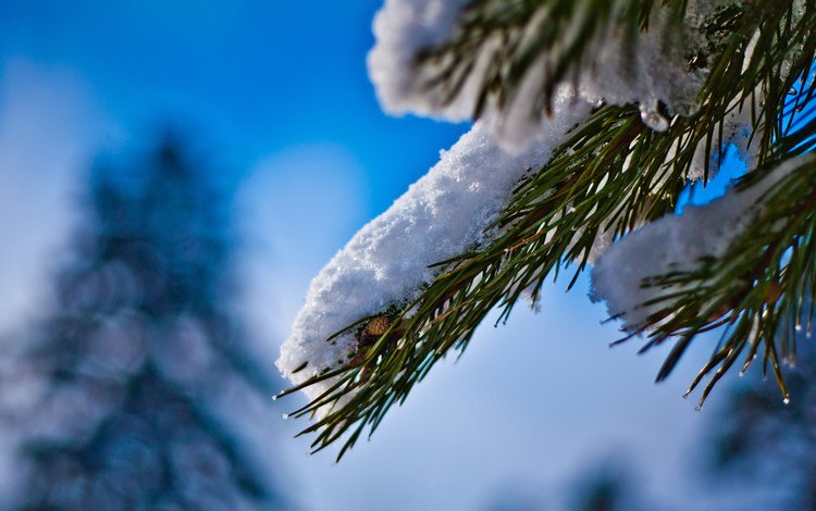 снег, хвоя, зима, ель, иголки, еловая ветка, snow, needles, winter, spruce, spruce branch