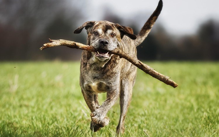 трава, собака, бег, палка, итальянский мастиф, grass, dog, running, stick, italian mastiff