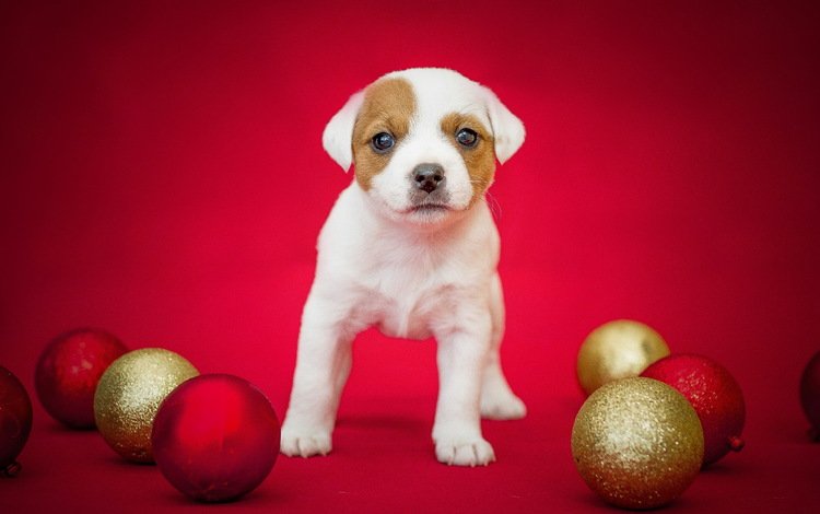 шары, фон, собака, щенок, праздник, джек-рассел -терьер, balls, background, dog, puppy, holiday, jack russell terrier