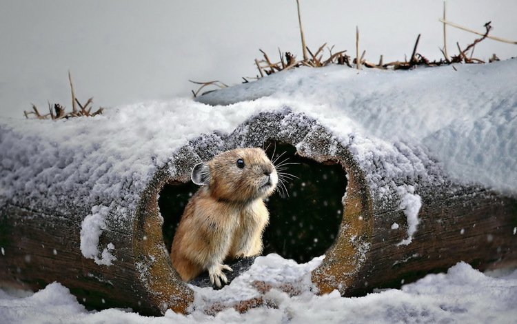 снег, природа, зима, бревно, мышка, грызун, snow, nature, winter, log, mouse, rodent
