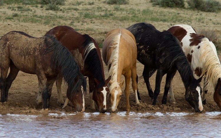 лошади, кони, водопой, табун, horse, horses, drink, the herd