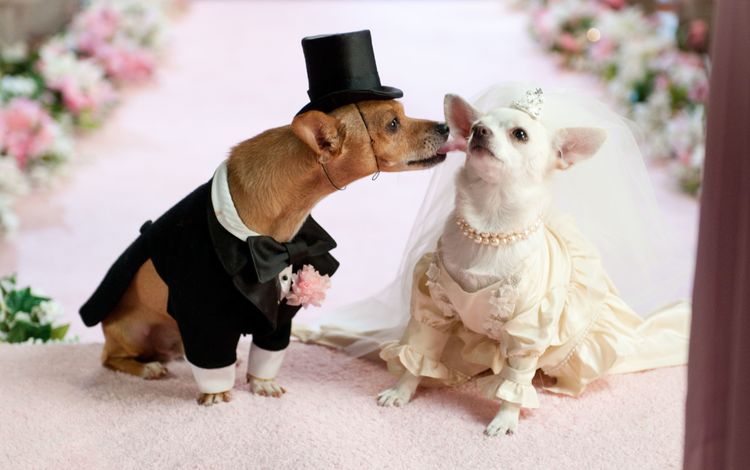 платье, юмор, костюм, свадьба, собаки, чихуахуа, dress, humor, costume, wedding, dogs, chihuahua