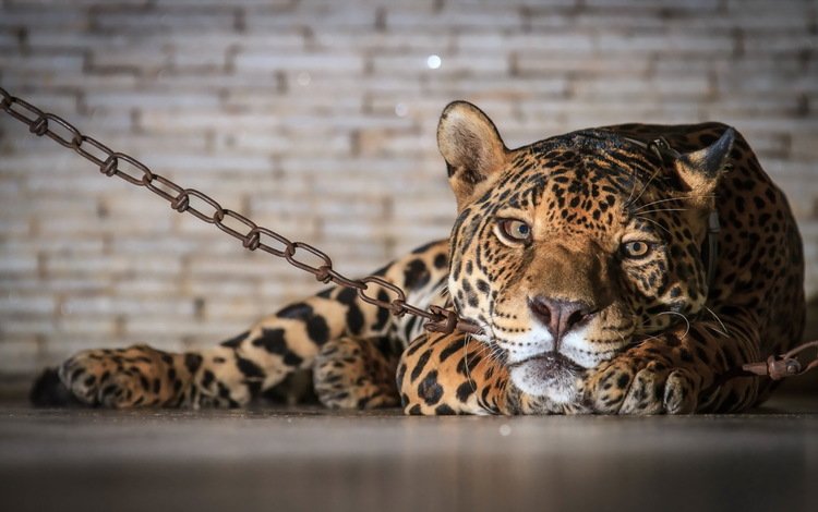 леопард, хищник, ягуар, цепь, неволя, leopard, predator, jaguar, chain, bondage