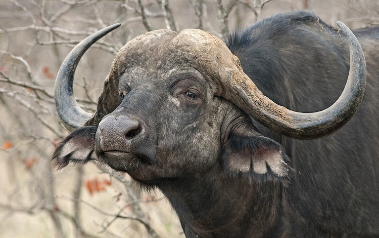 природа, рога, африканский, буйвол, nature, horns, african, buffalo