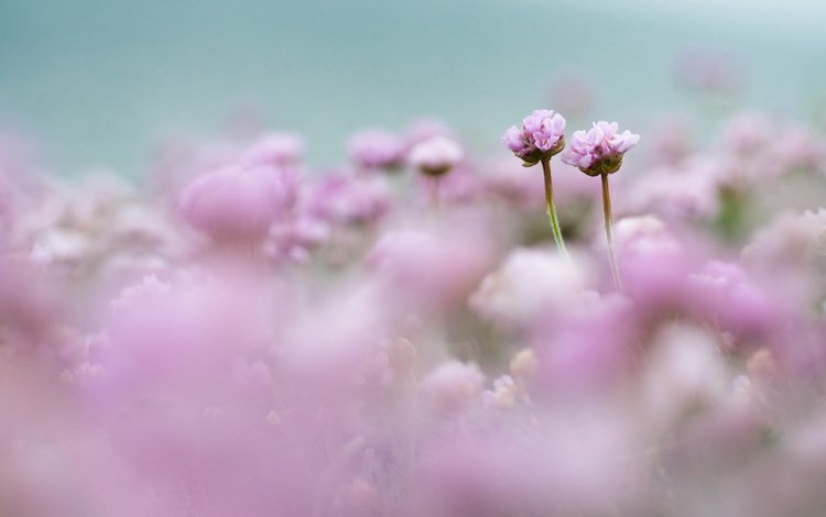 цветы, поле, размытость, розовые, нежность, flowers, field, blur, pink, tenderness