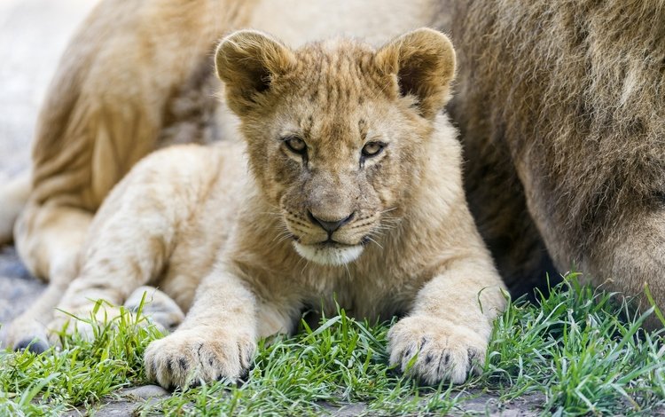 трава, мордочка, лапы, взгляд, лев, львёнок, львёнок детёныш, grass, muzzle, paws, look, leo, lion, lion cub