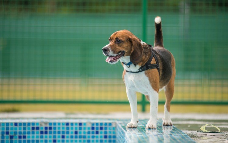 собака, ошейник, бигль, бассейн., dog, collar, beagle, pool.
