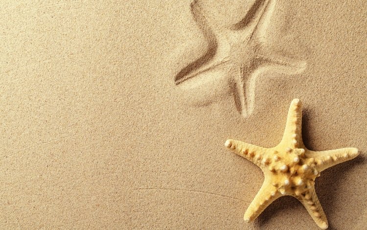 песок, пляж, след, отпечаток, морская звезда, sand, beach, trail, imprint, starfish