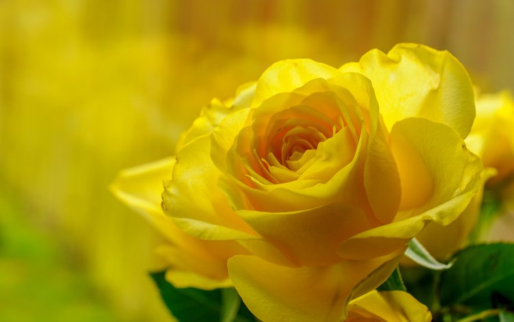 макро, роза, красота, бутон, жёлтая, macro, rose, beauty, bud, yellow