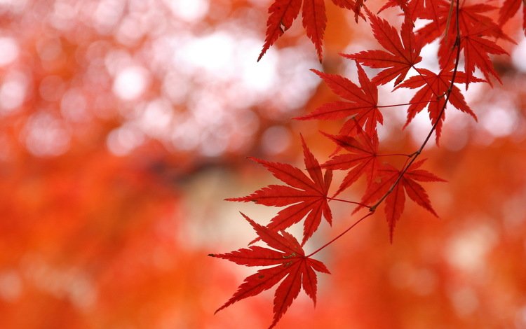 ветка, листья, макро, фон, осень, branch, leaves, macro, background, autumn