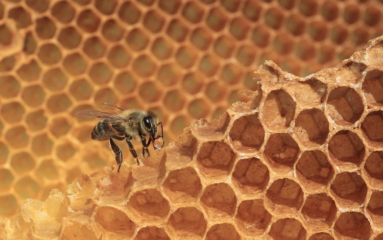 макро, насекомое, соты, пчела, мед, macro, insect, cell, bee, honey