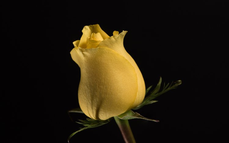 цветок, роза, бутон, жёлтая, цветком, flower, rose, bud, yellow