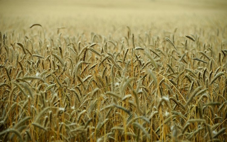 поле, колосья, пшеница, стебли, field, ears, wheat, stems