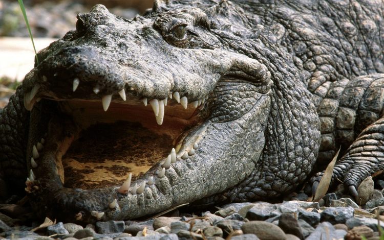 зубы, крокодил, пасть, аллигатор, teeth, crocodile, mouth, alligator