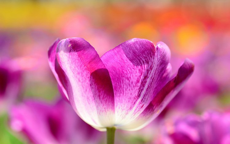 цветы, весна, тюльпаны, flowers, spring, tulips
