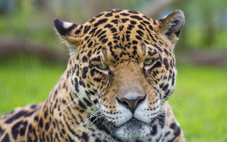 морда, портрет, хищник, ягуар, дикая кошка, face, portrait, predator, jaguar, wild cat