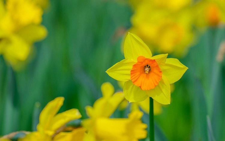 цветы, размытость, весна, нарциссы, желтые, flowers, blur, spring, daffodils, yellow