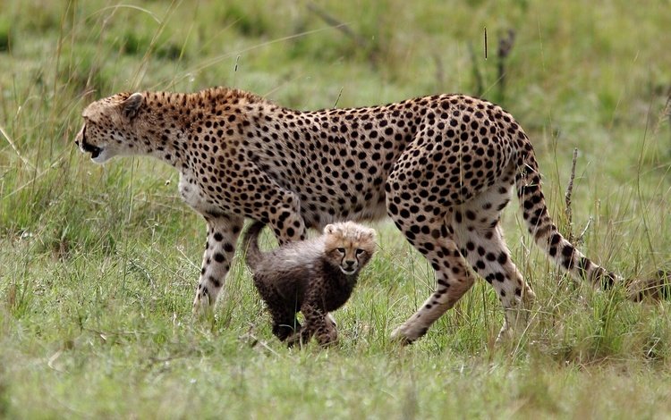 трава, гепард, детеныш, большие кошки, grass, cheetah, cub, big cats