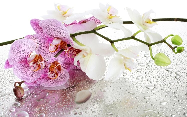 цветы, отражение, капли, орхидеи, flowers, reflection, drops, orchids