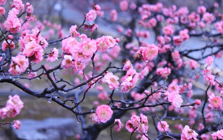 цветы, вода, капли, япония, киото, весна, императорский сад, flowers, water, drops, japan, kyoto, spring, imperial garden