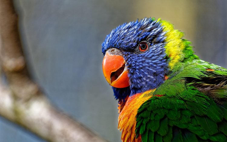 разноцветный, птица, попугай, красочный, радужный лорикет, colorful, bird, parrot, rainbow lorikeet