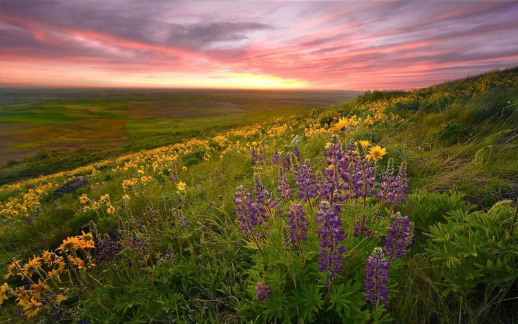 природа, пейзаж, поле, луг, цветы.закат, nature, landscape, field, meadow, flowers.sunset