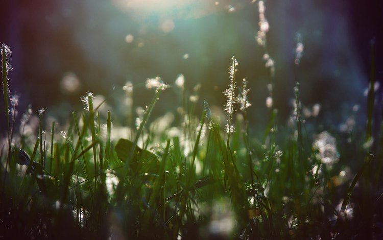 свет, трава, растения, макро, лучи, пух, light, grass, plants, macro, rays, fluff
