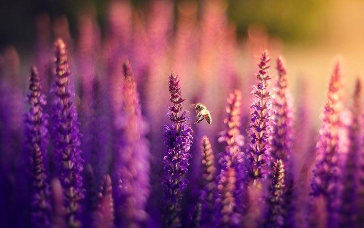 цветы, природа, поле, лаванда, пчела, боке, сиреневые, flowers, nature, field, lavender, bee, bokeh, lilac