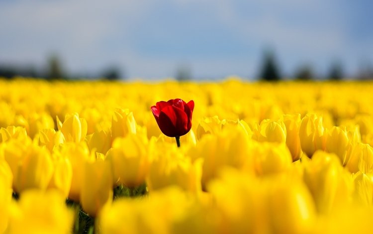 цветы, поле, красный, весна, тюльпаны, желтые, flowers, field, red, spring, tulips, yellow